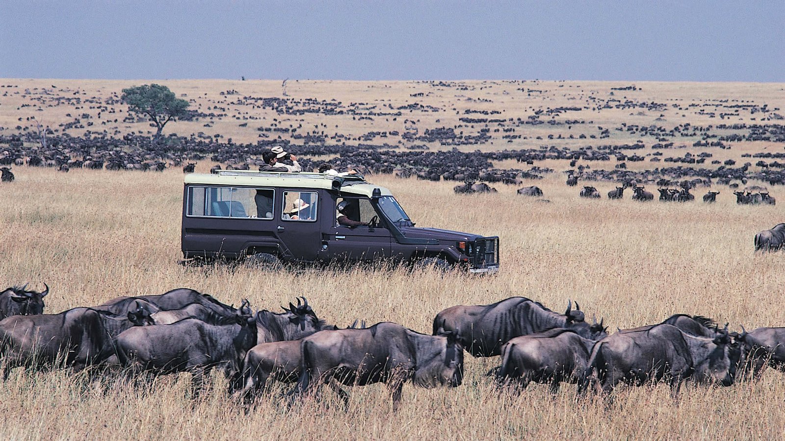 3-Days Maasai Mara Wildebeest Package